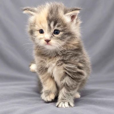 Blue Tortie Girl